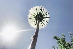 White fluffy dandelion in the rays of the sun against the sky.View from below photo