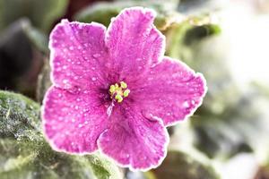 Close up purple Violet flower. Spring, flowering. Bloom. photo