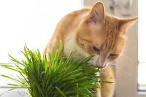 A red cat eats green grass green juicy grass for cats, sprouted oats are useful for cats. photo