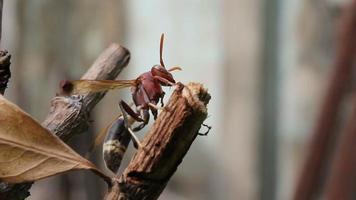 hornet cleaning herself on branch video