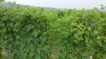 Vineyard agriculture farm field aerial view in Langhe, Piedmont Italy video