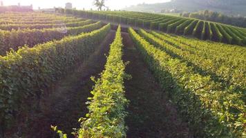 vigneto agricoltura azienda agricola campo aereo Visualizza nel langhe, Piemonte Italia video