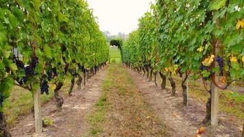 Vineyard agriculture field with ripe grapes and vines, wine production, aerial view video