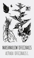 Vector drawings of Althea. Hand drawn illustration. Latin name Althaea officinalis L.