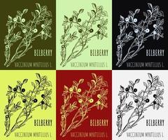 Set of vector drawings of blueberries in different colors. Hand drawn illustration. Latin name Vaccinium myrtillus L.