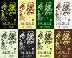 Set of vector drawings of Black currant in different colors. Hand drawn illustration. Latin name RIBES NIGRUM L.