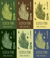 Set of vector drawings of pine in different colors. Hand drawn illustration. The Latin name is Pinus sylvestris L.