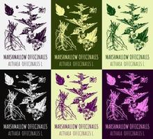 Set of vector drawings of Althea in different colors. Hand drawn illustration. Latin name Althaea officinalis L.