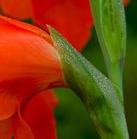 red gladiolus close-up photo