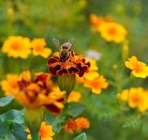 bee on the flower photo