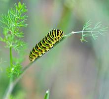 Green caterpillar on a stalk photo