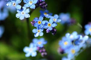 Blue spring flowers photo