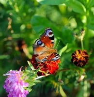mariposa recogiendo néctar foto