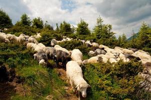 Flock of white sheep photo