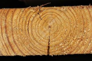 Macro texture wood photo