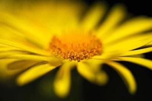 Daisy flower macro photo