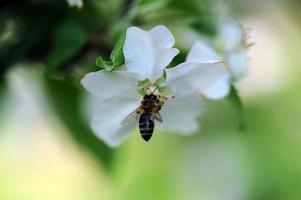 Bee getting nectar photo