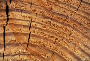 wooden cut texture photo