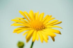 flor de margarita amarilla foto