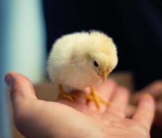 little yellow chick photo