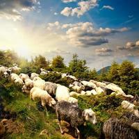 Flock of white sheep photo