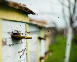 Bees fly around the hive photo