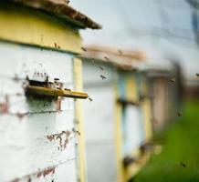 las abejas vuelan alrededor de la colmena foto