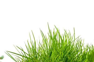 green grass isolated photo