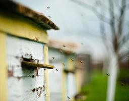 las abejas vuelan alrededor de la colmena foto