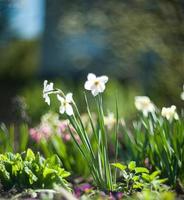 beautiful white narcissus photo