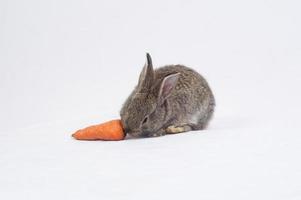 conejo comiendo una zanahoria foto