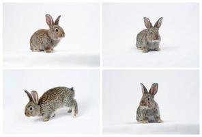 One gray rabbit on white background. photo