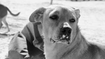 mexikansk söt brun hund på stranden holbox island mexico. video