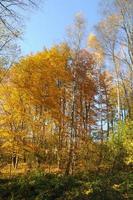 Yellow autumn forest photo