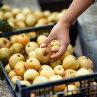 Fresh garden yellow apples photo