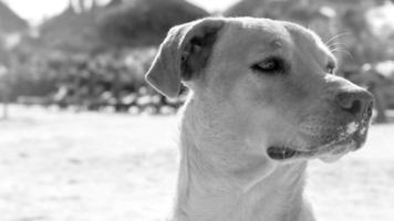 mexicaanse schattige bruine hond op het strand holbox eiland mexico. video