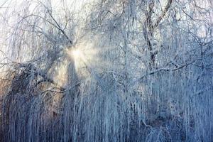 parque de invierno en la nieve foto