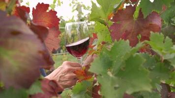 Tasting red wine in a vineyard with ripe grapes and vines video