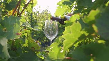 vertiendo vino tinto en vidrio en un viñedo a cámara lenta, degustación de vinos con uvas y vides video