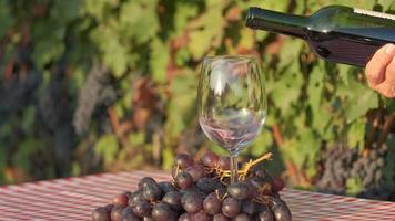 Pouring red wine on glass in a vineyard at slow motion, wine tasting with grapes and vines video