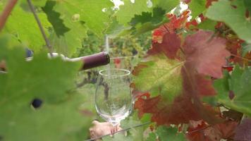 vertiendo vino tinto en vidrio en un viñedo a cámara lenta, degustación de vinos con uvas y vides video