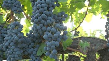 wijngaard met rood rijp Liaan druiven, of wijnstok in landbouw veld- video