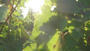 Tasting red wine in a vineyard with ripe grapes and vines video