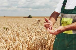 Worker in uniform stands in the filed and shows pod of wheat. Combine harvester behind photo