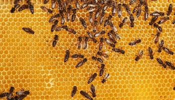 vista detallada del panal lleno de abejas. concepción de la apicultura foto