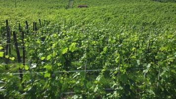 vista aérea de campo de fazenda de agricultura de vinhedo em langhe, piemonte, itália video