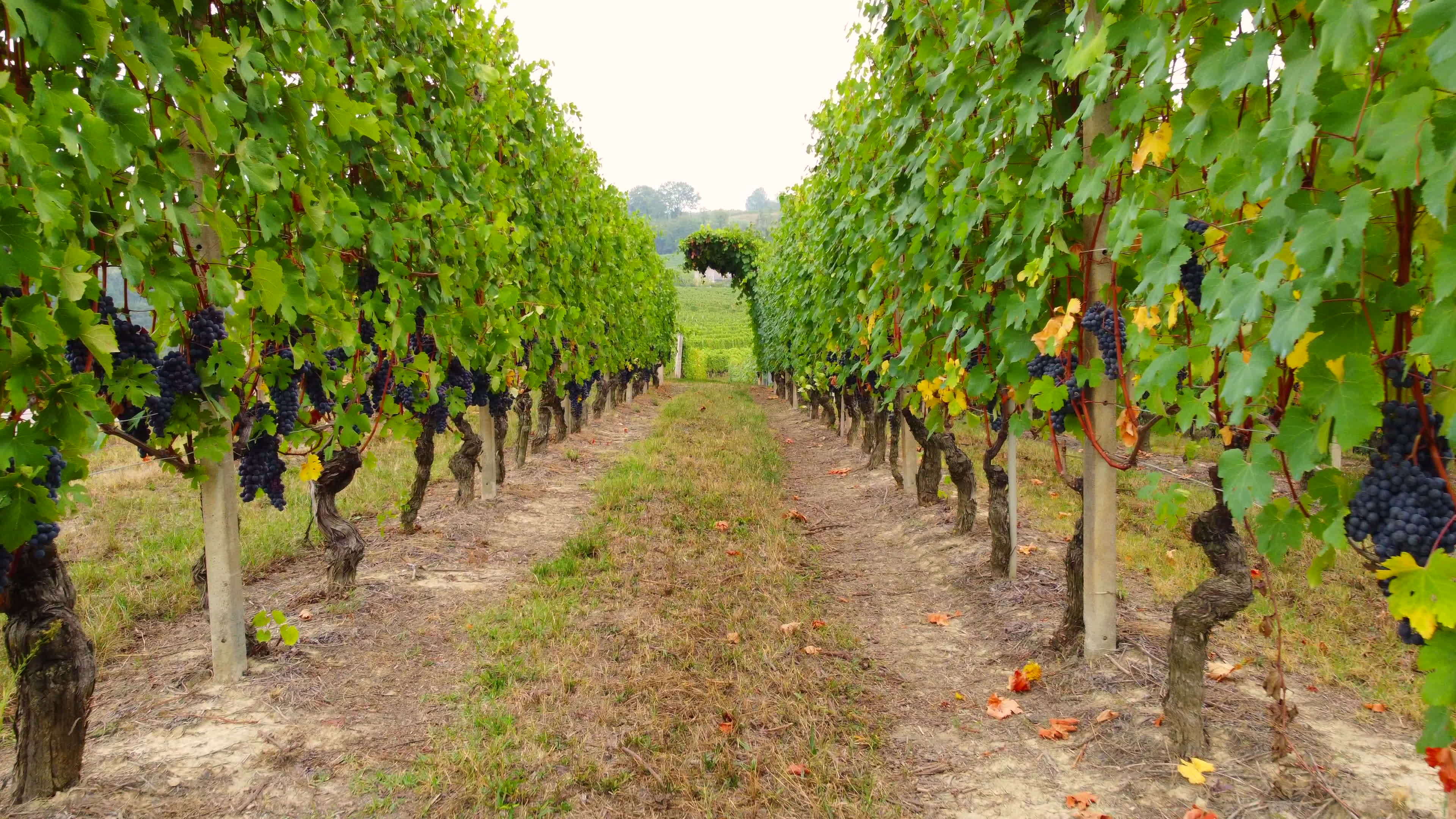 Vineyard agriculture field with ripe grapes and vines, wine production