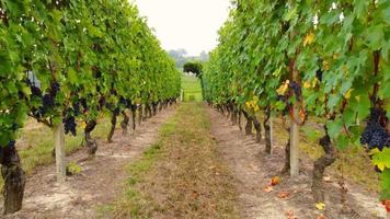 Vineyard agriculture field with ripe grapes and vines, wine production, aerial view video