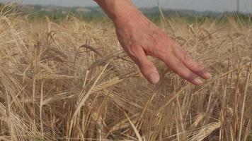 main de femme sur le champ de ferme agricole de blé doré au ralenti video