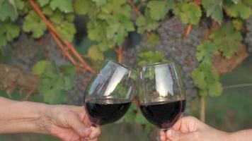 Red wine glass toast in a vineyard, wine tasting, cheers video